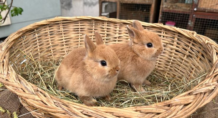 Balıkesir Büyümeyen Tavşan
