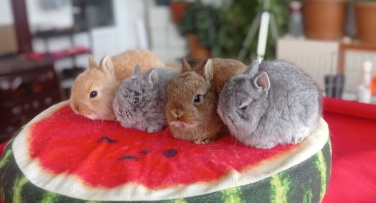 Balıkesir Cins Tavşan