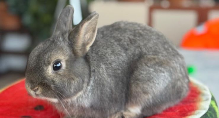 Balıkesir Ev Tavşanı