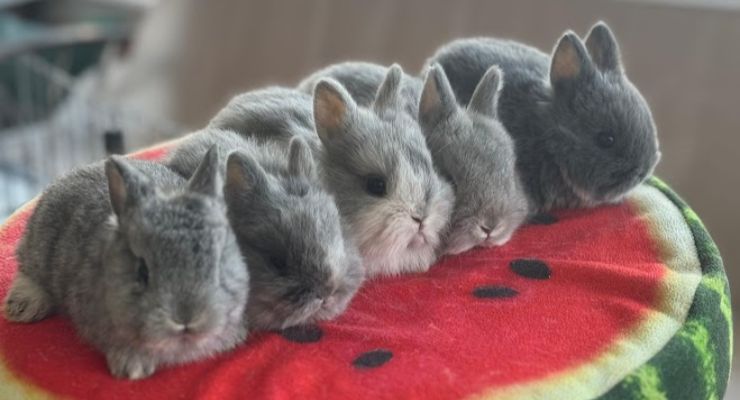 Balıkesir Evcil Tavşan