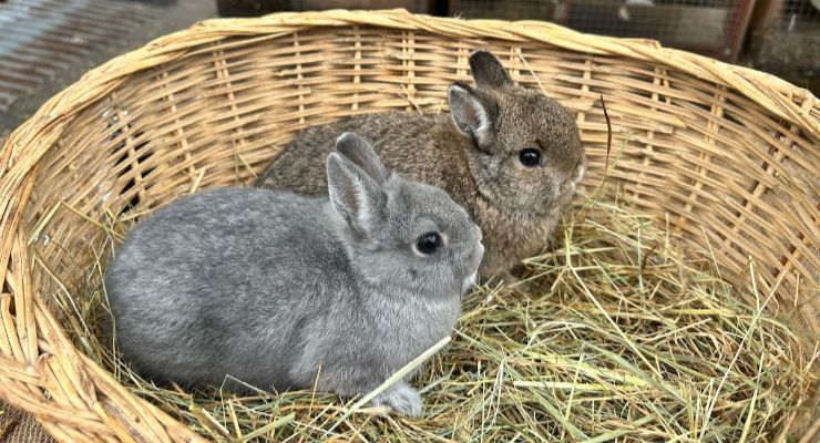 Balıkesir Yavru Tavşan