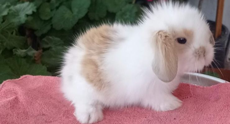 Balıkesir Hollanda Lop Tavşan